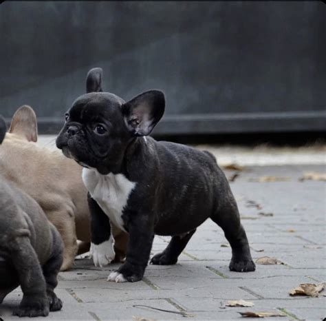  This way, when you buy a Virginia French Bulldog for sale from one of our featured sellers, you won
