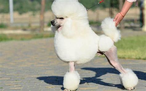  This way, you can determine whether you are being sold a purebred Poodle or not