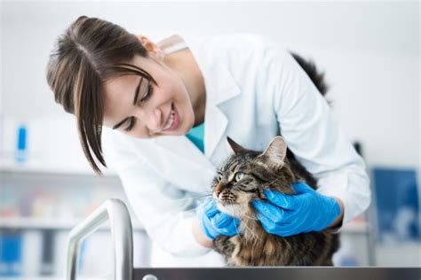  This will enable your vet to start treatment as soon as possible
