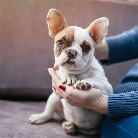  This will help maintain a healthy, shiny coat for your Frenchie