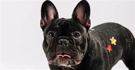  This will help your Frenchie get the exercise they need without overworking their joints