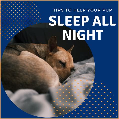  This will help your dog eat and sleep well for the rest of their lives when starting this routine early