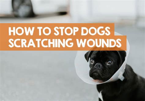  This will prevent your dog from scratching to cause wounds