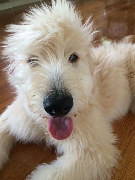  This would mean a 5-month-old Goldendoodle puppy should get around 25 minutes of exercise twice a day