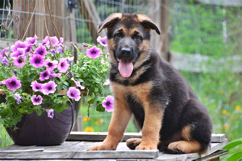  Thoroughbred German Shepherd puppies for sale