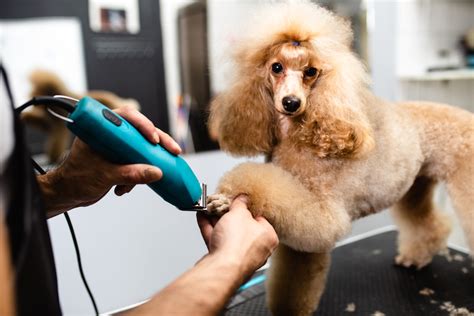  Those who prefer having their dog professionally groomed can expect up to 6 visits to a salon every year