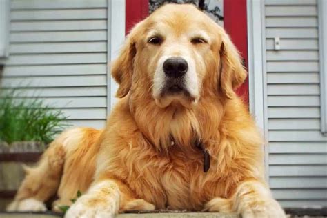  Those with a straight look appear more like Golden Retrievers