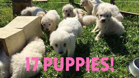  Though 17 puppies is a lot, it