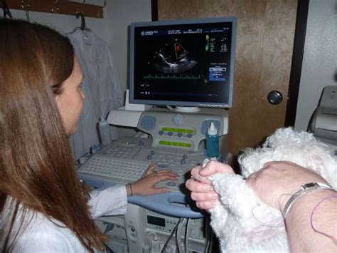  Though EEGs are useful, they are generally only available at veterinary referral centers
