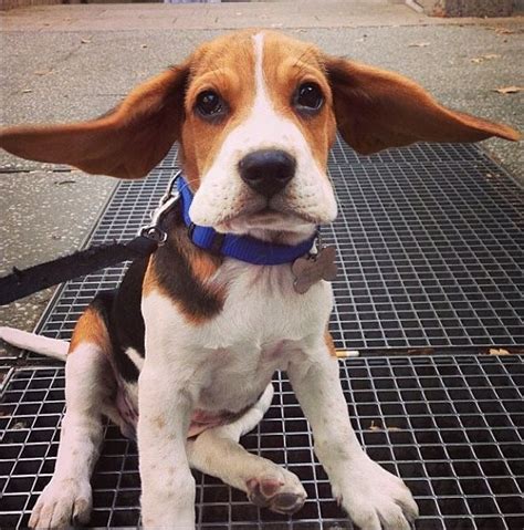  Though If your pooch is more like the Beagle, he may be a bit adventurous