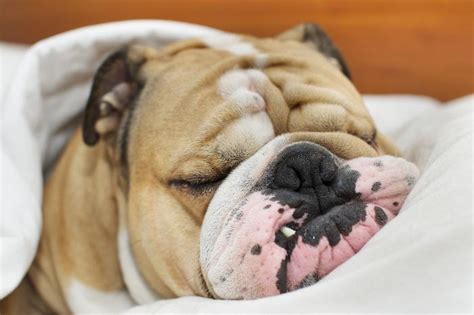  Though bulldogs are one of the most frequent and loudest snoring dog breeds out there, most owners are willing to live with it