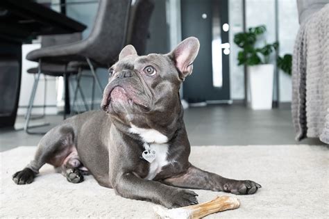  Though generally very happy and long-lived — with an average lifespan of around years — our French Bulldogs for sale are not without their unique health concerns
