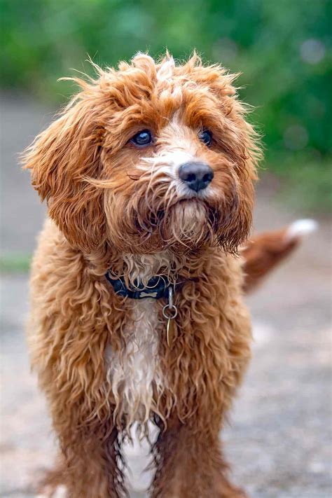  Though low-shedding like their poodle and doodle counterparts, the cavapoo does shed seasonally, or "blow coat," in the spring and fall, so an allergic reaction is not entirely out of the question for super-sensitive owners