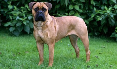  Though sensible with strangers, the Bullmastiff does have well-established protective and territorial instincts
