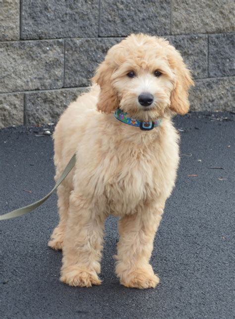  Though the goldendoodle is a crossbreed, a national organization called the Goldendoodle Association of North America supports responsible breeding and pet ownership