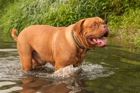  Though they may be standoffish with strangers, the dogue de Bordeaux is very affectionate with its beloved family