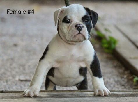  Three Beautiful female Olde English Bulldog puppies, they are up to date on there shots and dewomings and are ready to go to there forever home