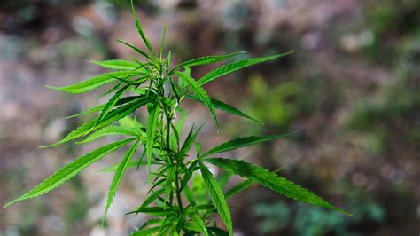  Three common plants include Cannabis indica, Cannabis ruderalis, and Cannabis sativa, with the most common being Cannabis indica
