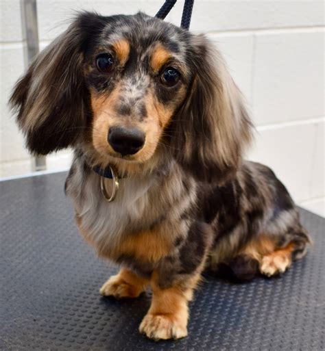  Three male miniature long haired dachshund pups are looking for their forever homes