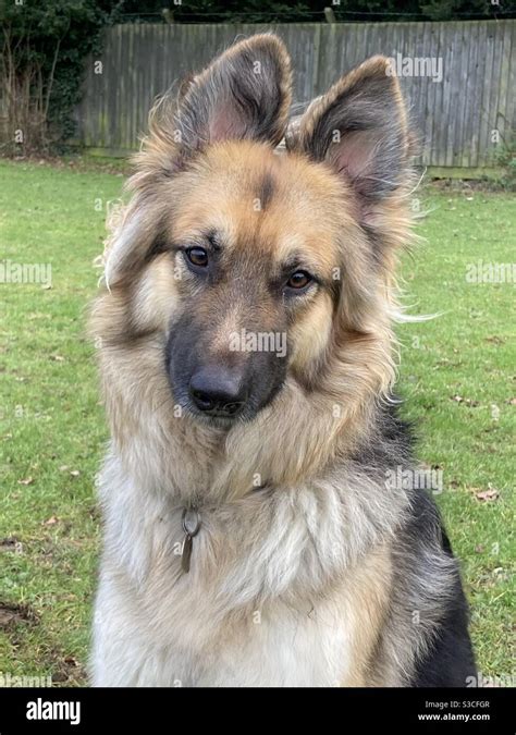  Through careful pairings and strategic breeding programs, the long-haired variety established itself as a distinct and cherished branch of the German Shepherd breed