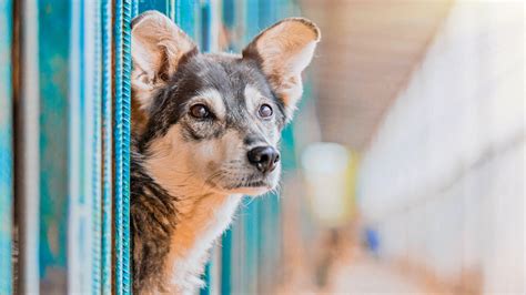  Through no fault of their own, more than four million dogs end up in shelters and rescue organizations every year, and nearly half of them never find a place to call home