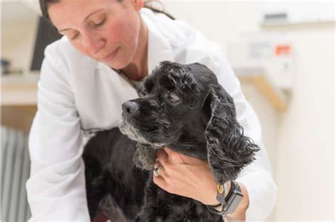  Through the study, McGrath found that 89 percent of dogs who received CBD in the clinical trial had a reduction in the frequency of seizures