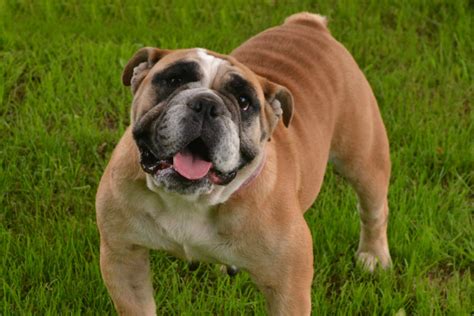  Through years of research and development, Bruiser Bulldogs is leading a new movement away from the overdone, wrinkled bulldog that has been long plagued by health problems