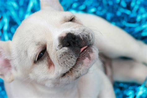  Thus, separating a two-month-old Frenchie can be stressful not only to you but primarily to your pet