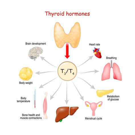  Thyroid Deficiency The thyroid is an endocrine gland that dictates the functions of an organism