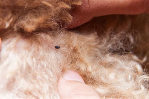  Ticks, and mites are the most common parasites that can cause hair loss in your Frenchie