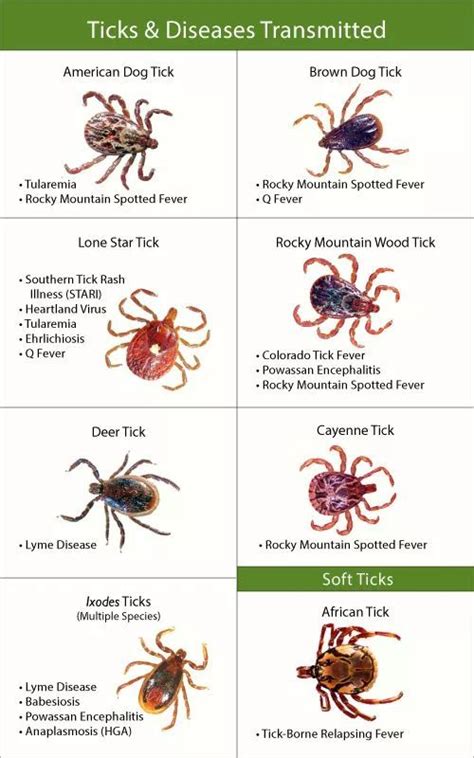  Ticks, too, can cause serious effects including dermatitis, Coprophagia Poop-Eating Coprophagia, also known as the ever-so pleasant behavior of poop eating