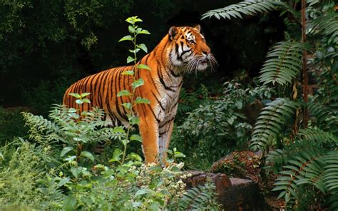  Tiger Jungle uyasi
