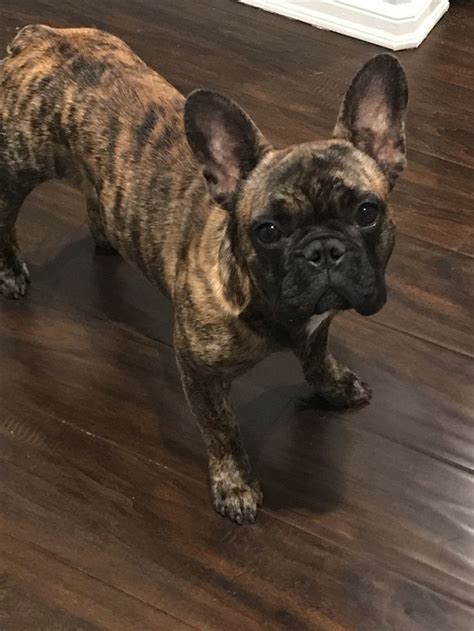  Tiger brindle French Bulldog As the name suggests, tiger brindle French Bulldogs have a heavy pattern of light fawn streaks all over their dark-colored bodies, resembling the coat of a tiger