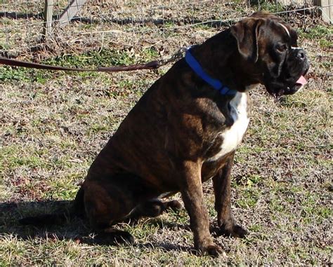  Timberline boxer puppies and adults are well socialized and loved daily