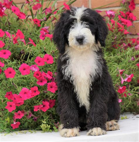  Tiny Bernedoodles Litters For Sale