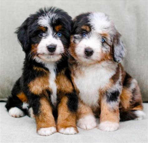  Tiny Bernedoodles fall between the medium and high energy level categories which makes them slightly higher energy than an F1 generation dog, yet extremely intelligent and trainable! Our F1b Tinys range greatly in color and markings