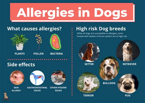  To Reduce Allergies Like humans, dogs can develop allergic reactions to things in their environments like foods, plants, danders, medications, insects, or even grass