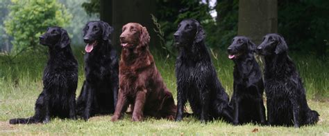  To achieve this, he bred flat- and wavy-coated retrievers with Tweed Water Spaniels