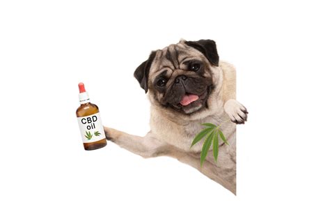  To address the side effects of cancer and treatments, give your pet CBD consistently