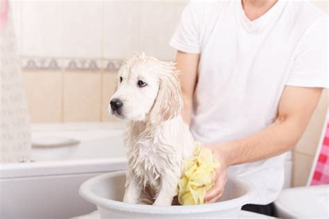 To avoid this condition from affecting your pup, make sure to keep your house clean