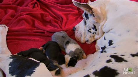  To begin with, the puppies have plenty of room to move but they grow fast and as the time for birth draws near they are packed in quite tightly