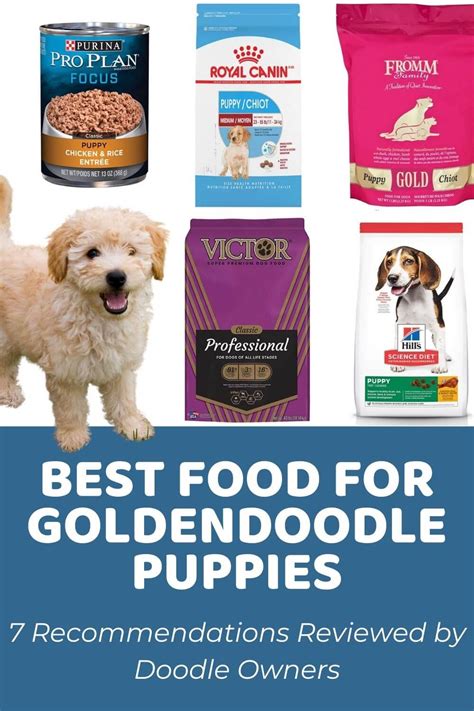  To choose the best food for your Goldendoodle, look for options with the following ingredients