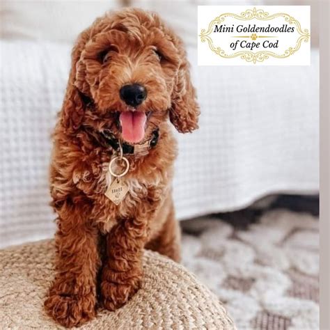  To contact Mini Goldendoodles of Cape Cod, request info about one of their puppies or submit an application