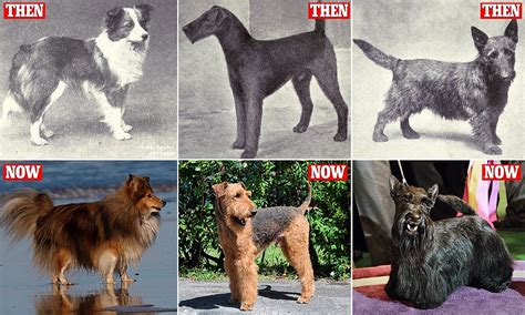  To date, it is still a popular companion dog as it was centuries before