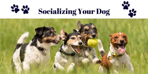  To ensure their physical and emotional health, it is important to provide them with appropriate nourishment, socialization, and veterinary care