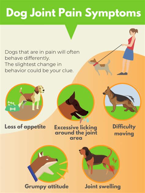  To ensure your dog keeps active and is mobile it is important to look out for the symptoms of dog joint pain