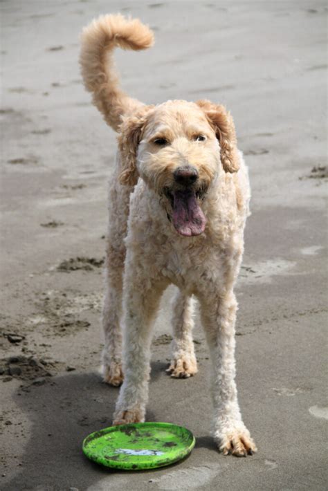  To find out if Goldendoodles naturally breathe fast, we need to look at what is considered normal, as well as why dogs pant and how it relates to their breathing