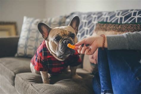  To find the ideal toys for your French Bulldog, here are some things you must take into consideration: 1