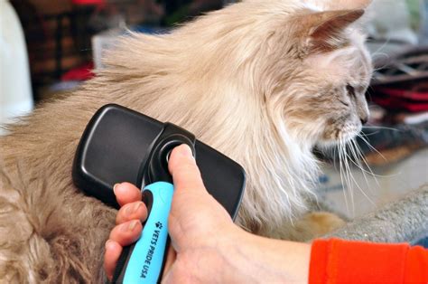  To groom a wavy coat, start by using a slicker brush to remove any mats or tangles