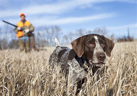  To have the best chance of getting a truly good hunting dog, it